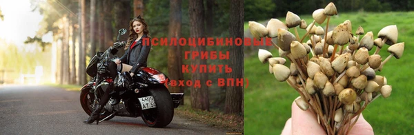 шишки Абаза